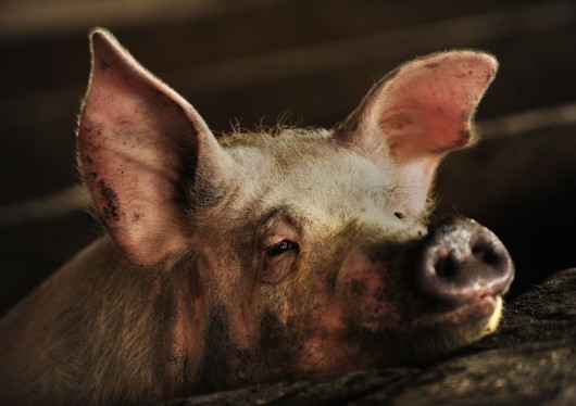 tete_de_cochon_pensif.jpg