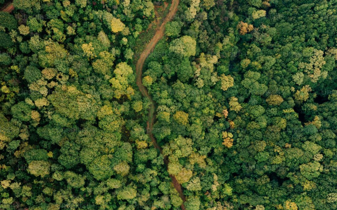 Colloque international et interdisciplinaire : « Forêts en transitions. Concepts, méthodes, mesures et prospectives »